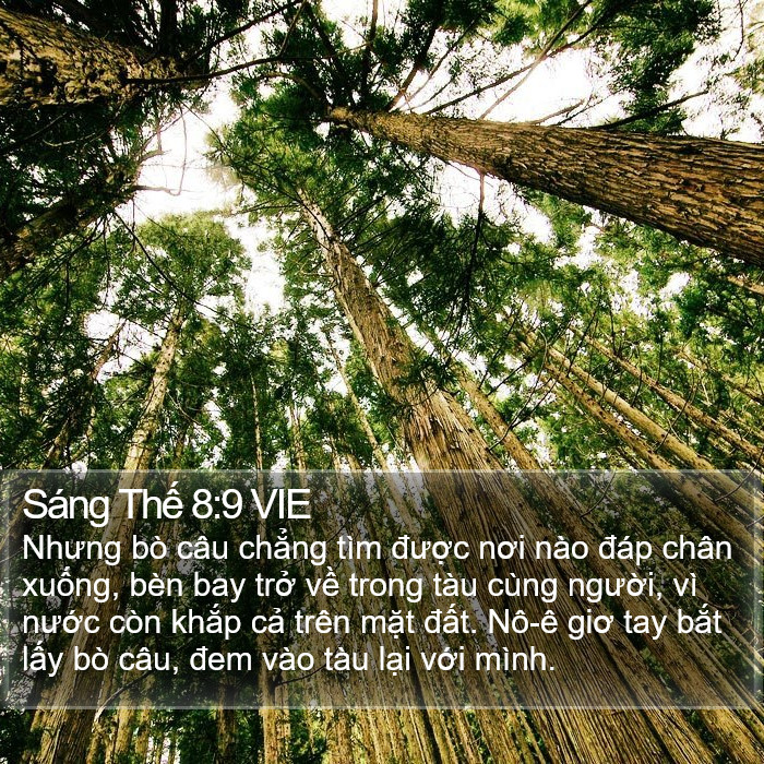 Sáng Thế 8:9 VIE Bible Study