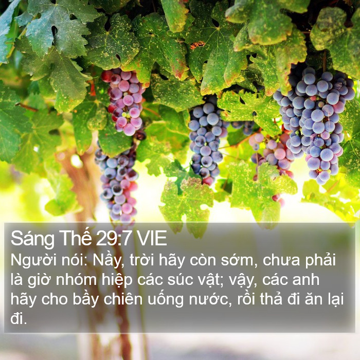 Sáng Thế 29:7 VIE Bible Study