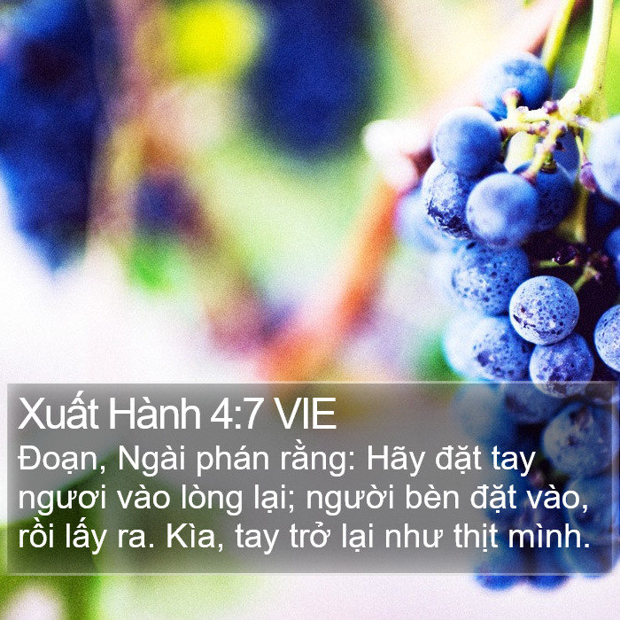 Xuất Hành 4:7 VIE Bible Study