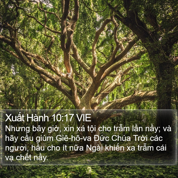 Xuất Hành 10:17 VIE Bible Study