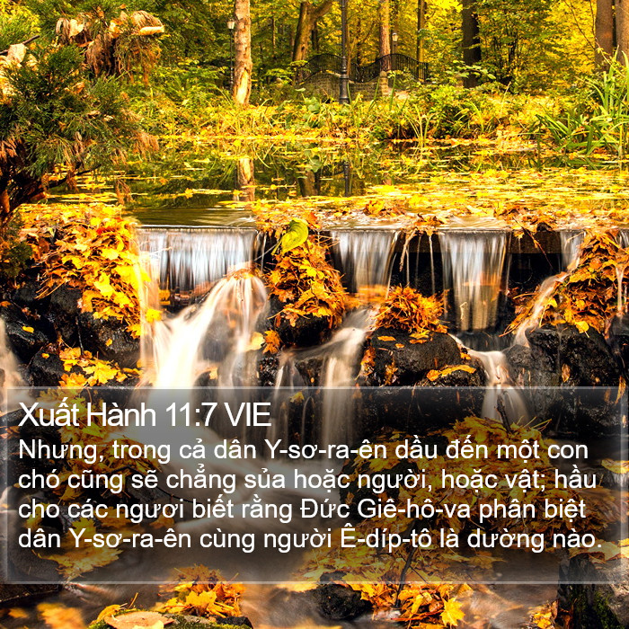 Xuất Hành 11:7 VIE Bible Study