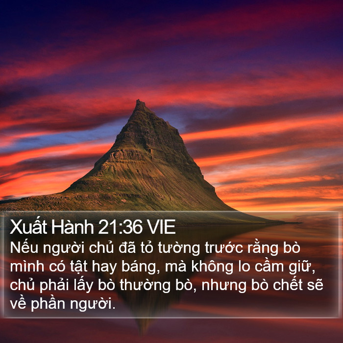 Xuất Hành 21:36 VIE Bible Study