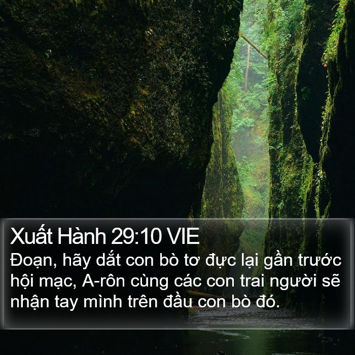 Xuất Hành 29:10 VIE Bible Study