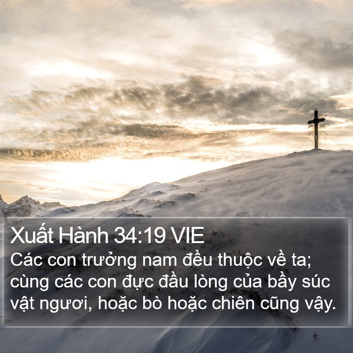 Xuất Hành 34:19 VIE Bible Study