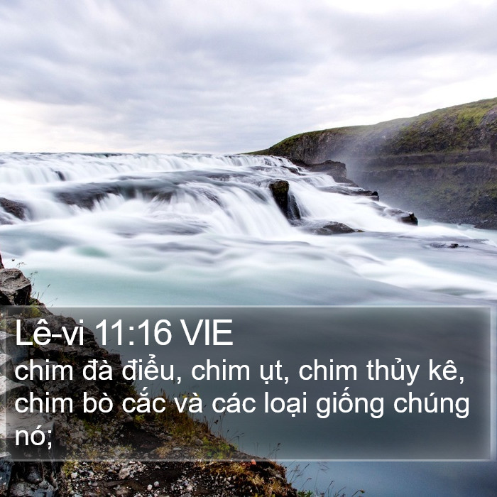 Lê-vi 11:16 VIE Bible Study