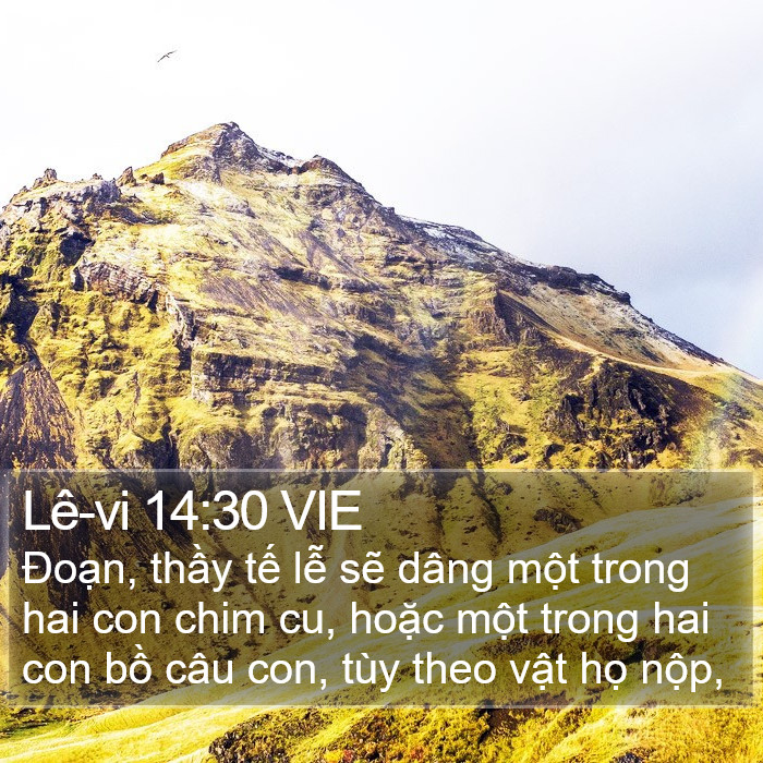 Lê-vi 14:30 VIE Bible Study