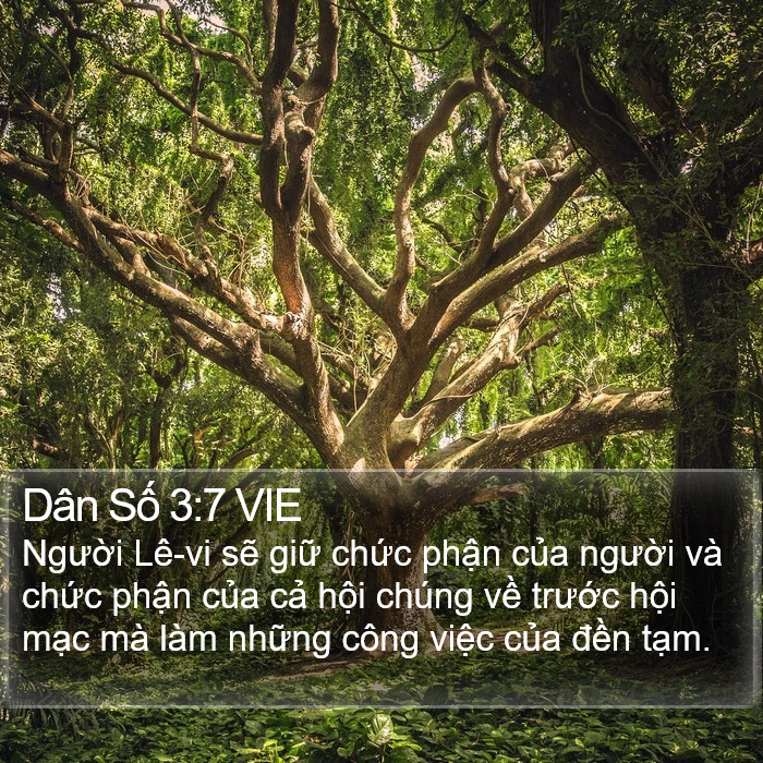 Dân Số 3:7 VIE Bible Study