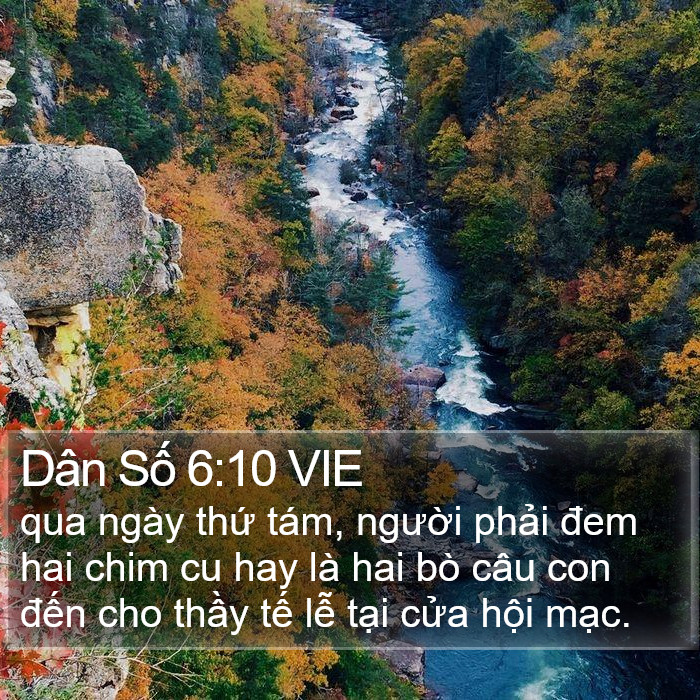 Dân Số 6:10 VIE Bible Study