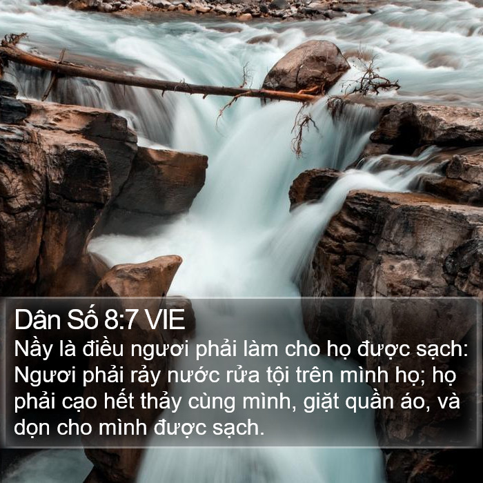 Dân Số 8:7 VIE Bible Study