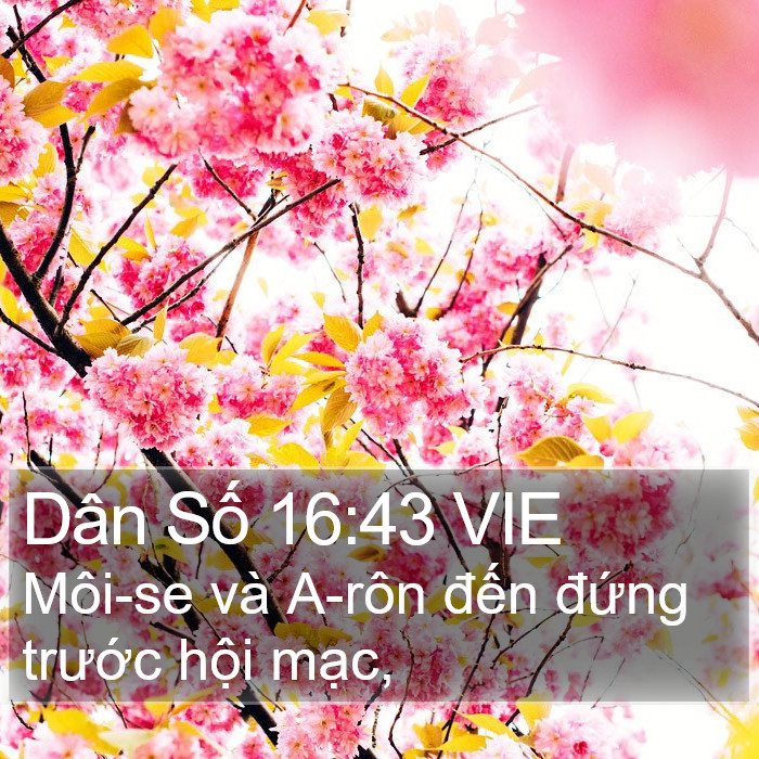 Dân Số 16:43 VIE Bible Study
