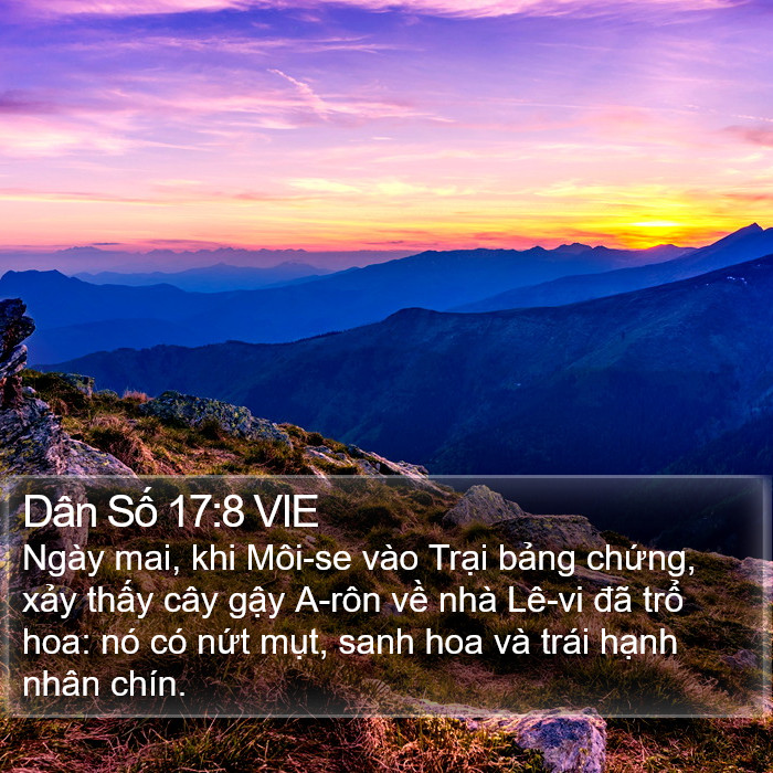 Dân Số 17:8 VIE Bible Study