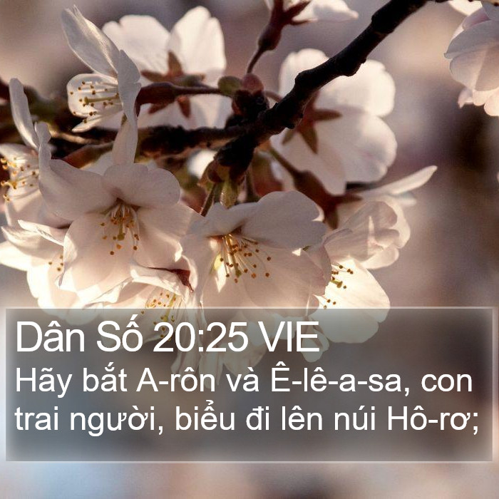 Dân Số 20:25 VIE Bible Study