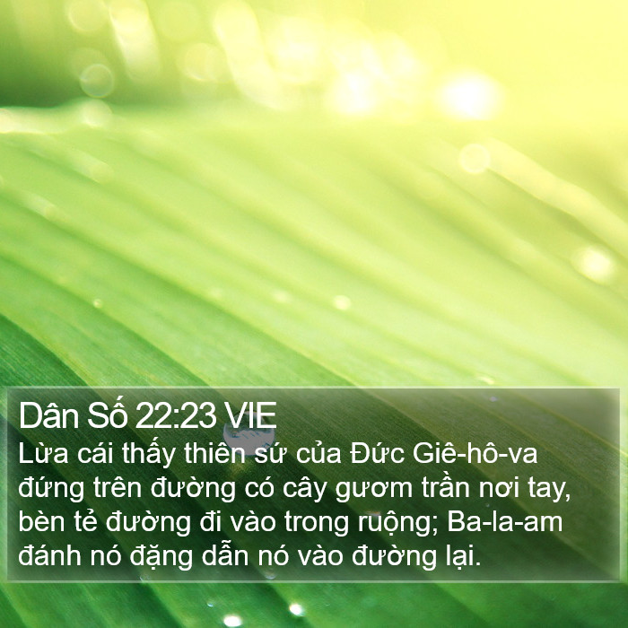 Dân Số 22:23 VIE Bible Study