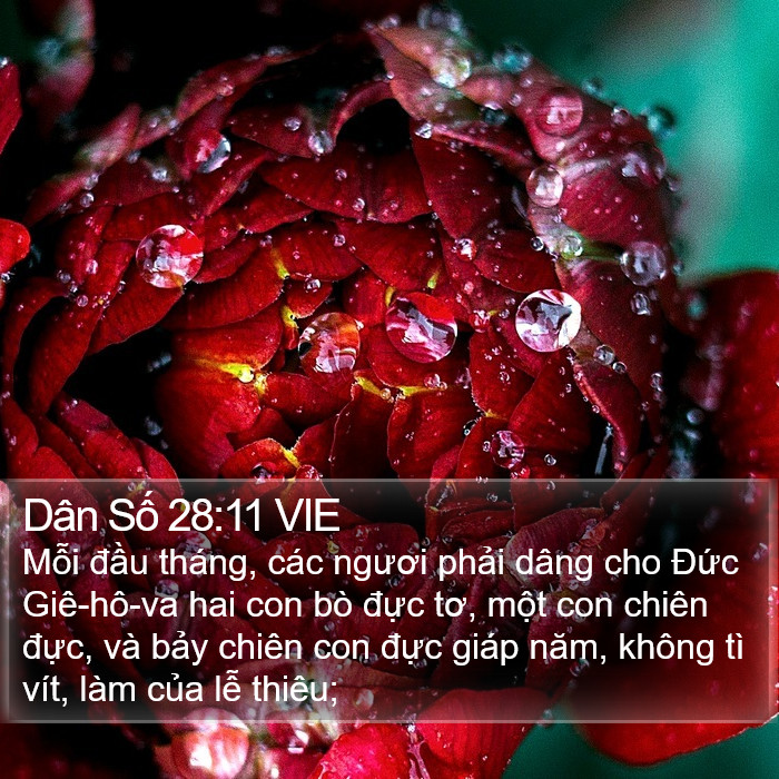 Dân Số 28:11 VIE Bible Study