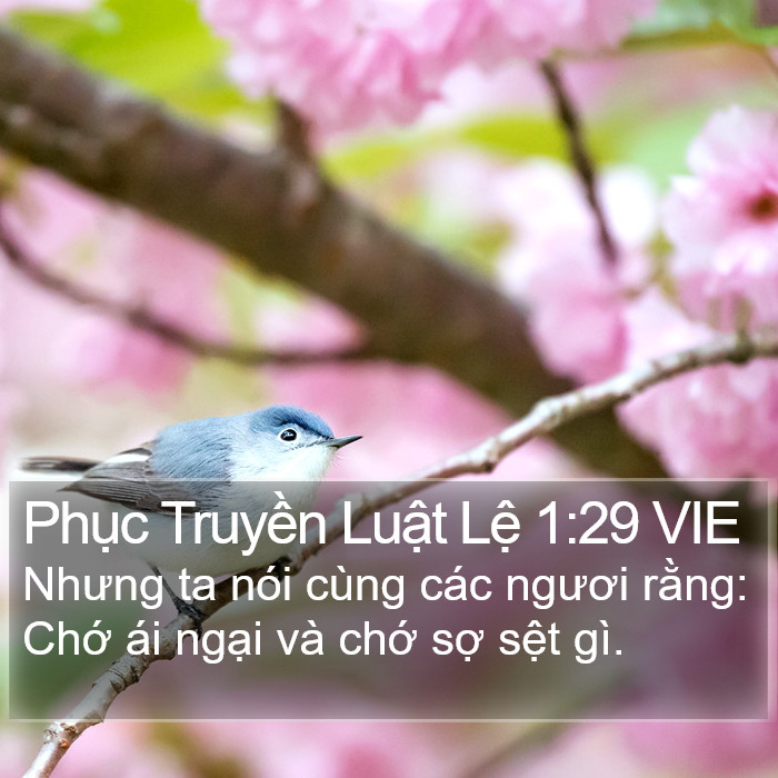 Phục Truyền Luật Lệ 1:29 VIE Bible Study