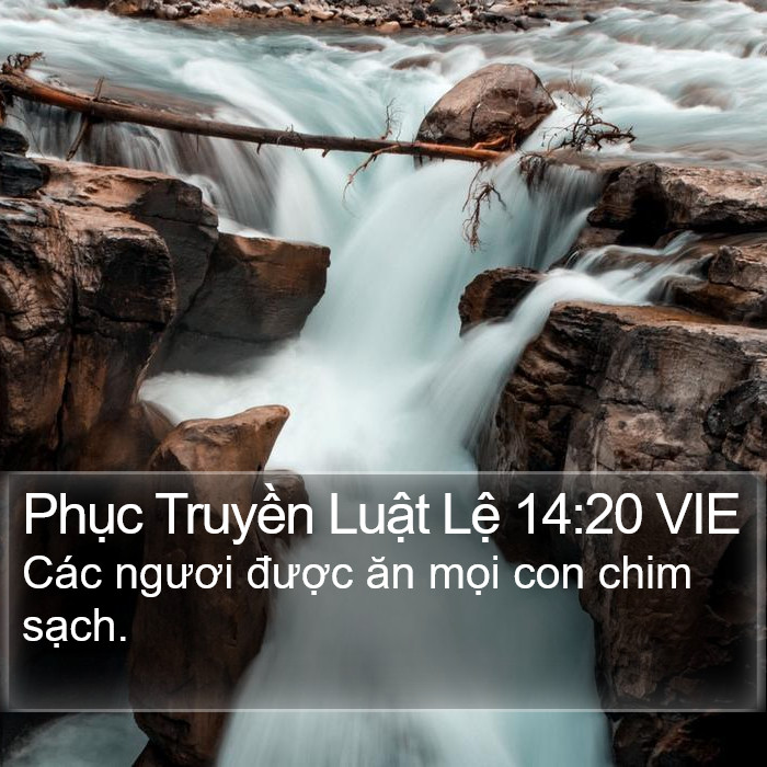 Phục Truyền Luật Lệ 14:20 VIE Bible Study