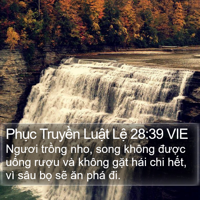 Phục Truyền Luật Lệ 28:39 VIE Bible Study