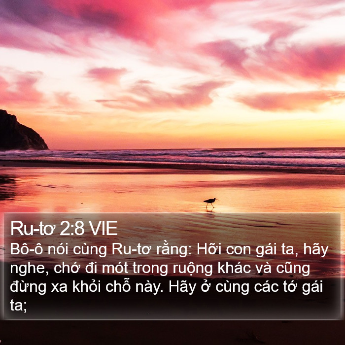 Ru-tơ 2:8 VIE Bible Study