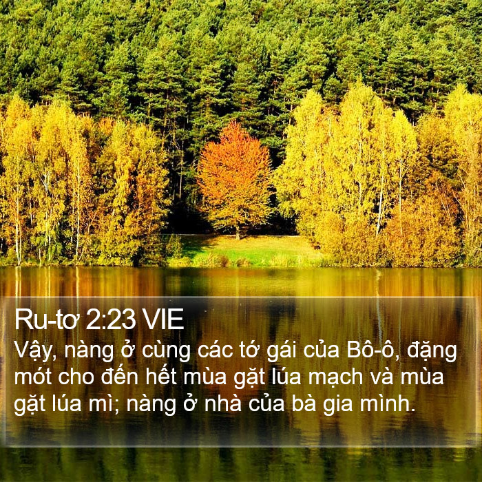 Ru-tơ 2:23 VIE Bible Study