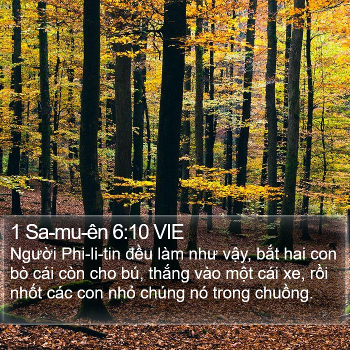 1 Sa-mu-ên 6:10 VIE Bible Study