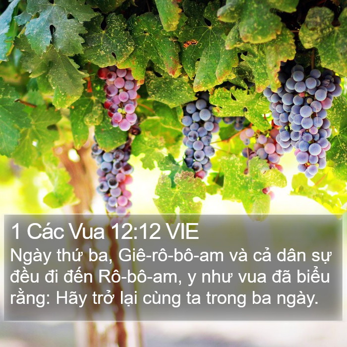 1 Các Vua 12:12 VIE Bible Study