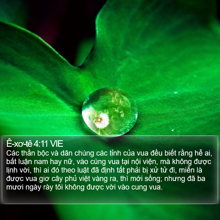 Ê-xơ-tê 4:11 VIE Bible Study