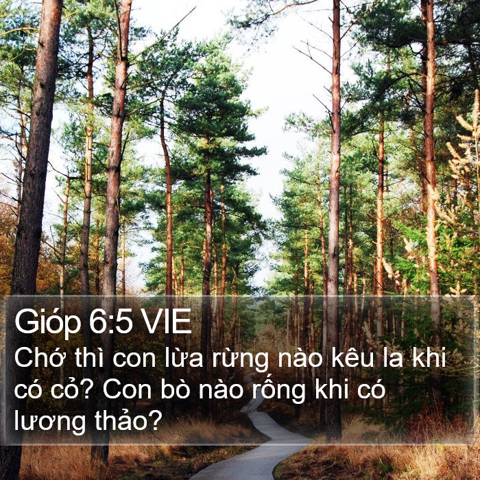 Gióp 6:5 VIE Bible Study