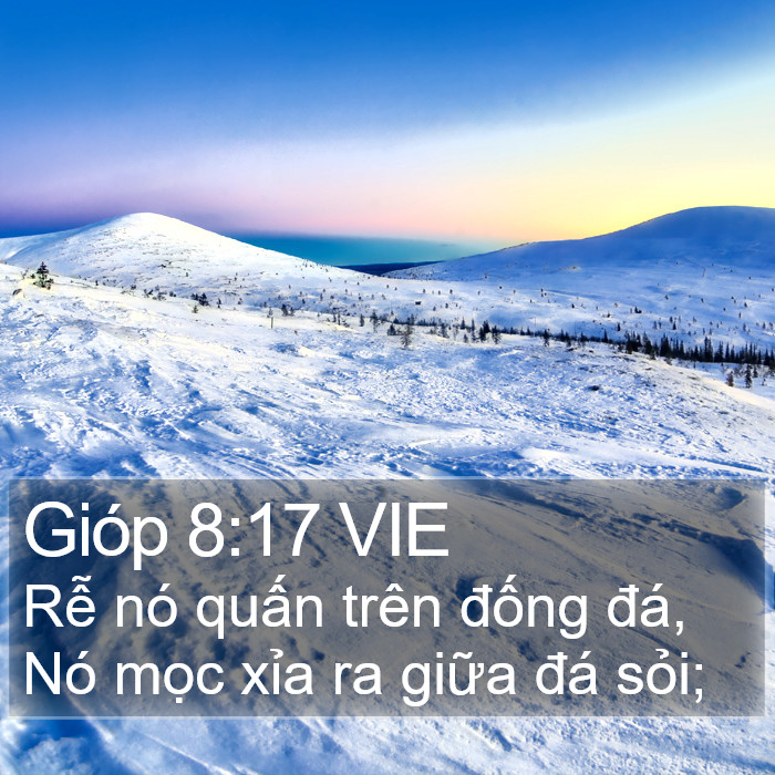 Gióp 8:17 VIE Bible Study