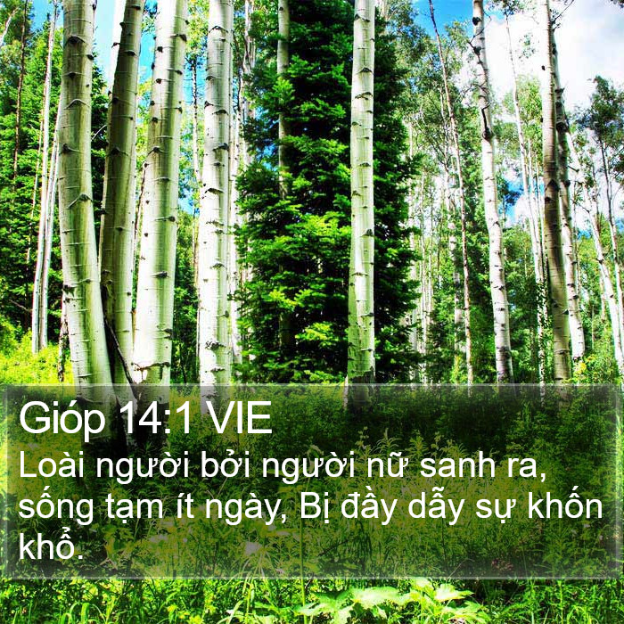 Gióp 14:1 VIE Bible Study