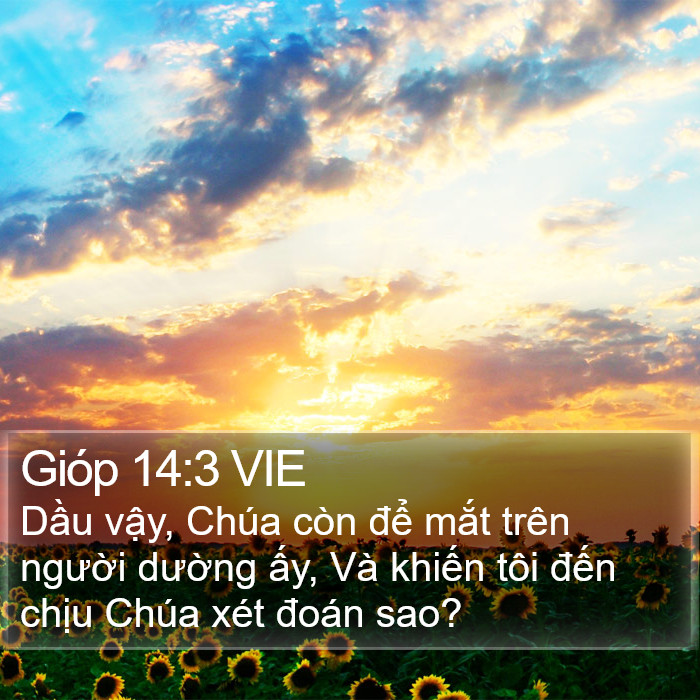 Gióp 14:3 VIE Bible Study