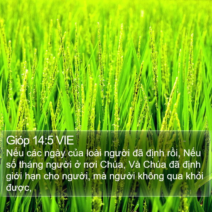 Gióp 14:5 VIE Bible Study