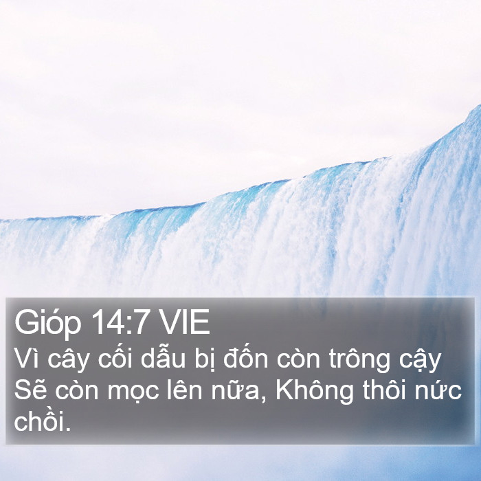 Gióp 14:7 VIE Bible Study