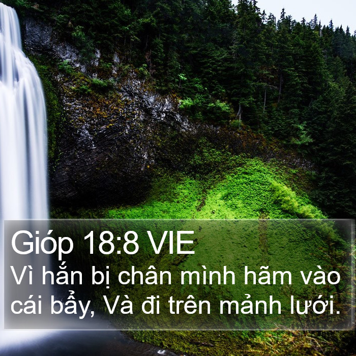 Gióp 18:8 VIE Bible Study