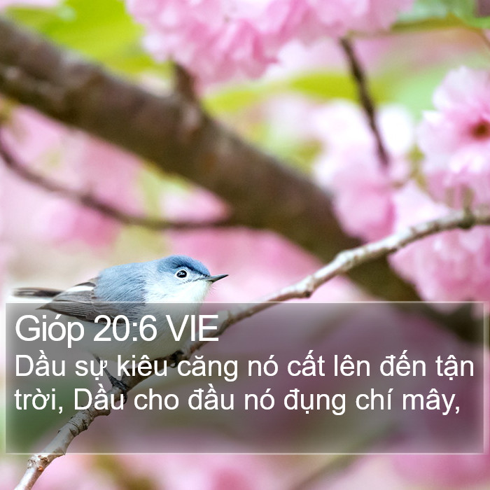 Gióp 20:6 VIE Bible Study