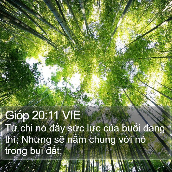 Gióp 20:11 VIE Bible Study