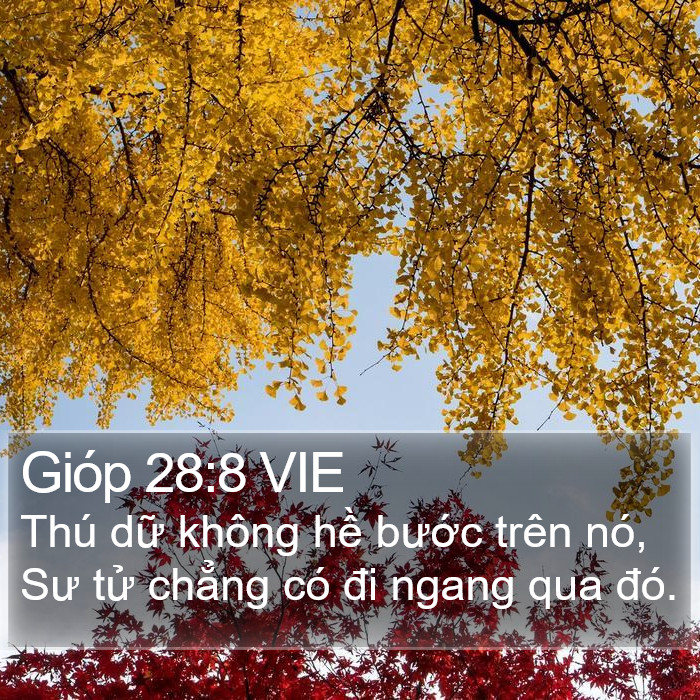 Gióp 28:8 VIE Bible Study