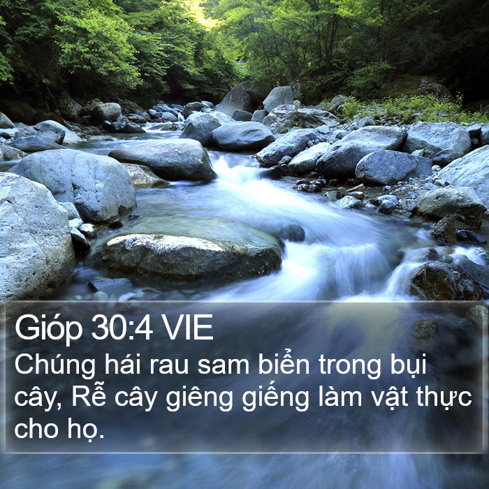 Gióp 30:4 VIE Bible Study