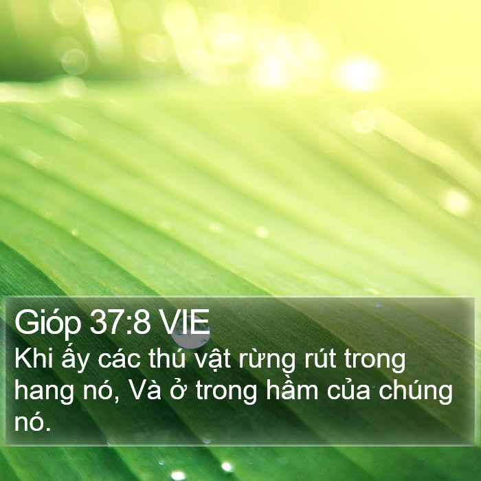 Gióp 37:8 VIE Bible Study