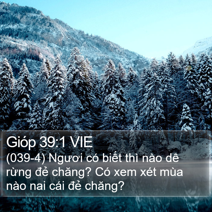 Gióp 39:1 VIE Bible Study