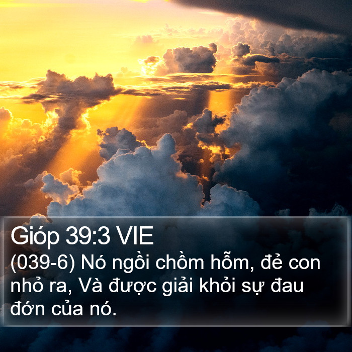 Gióp 39:3 VIE Bible Study