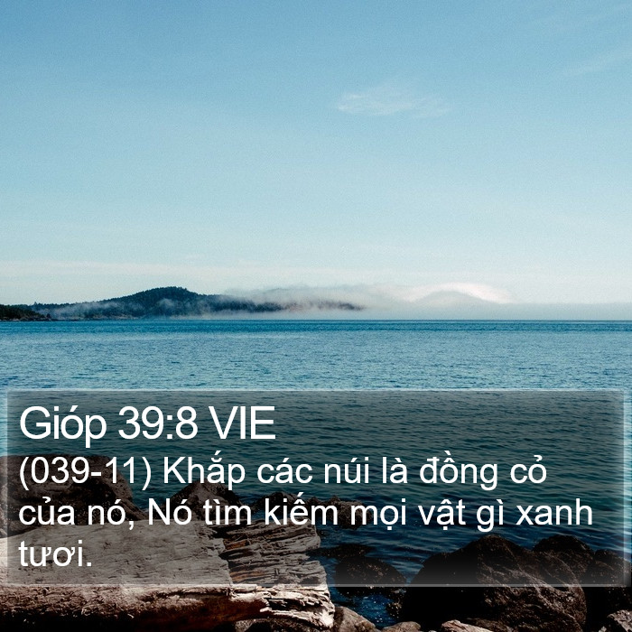Gióp 39:8 VIE Bible Study