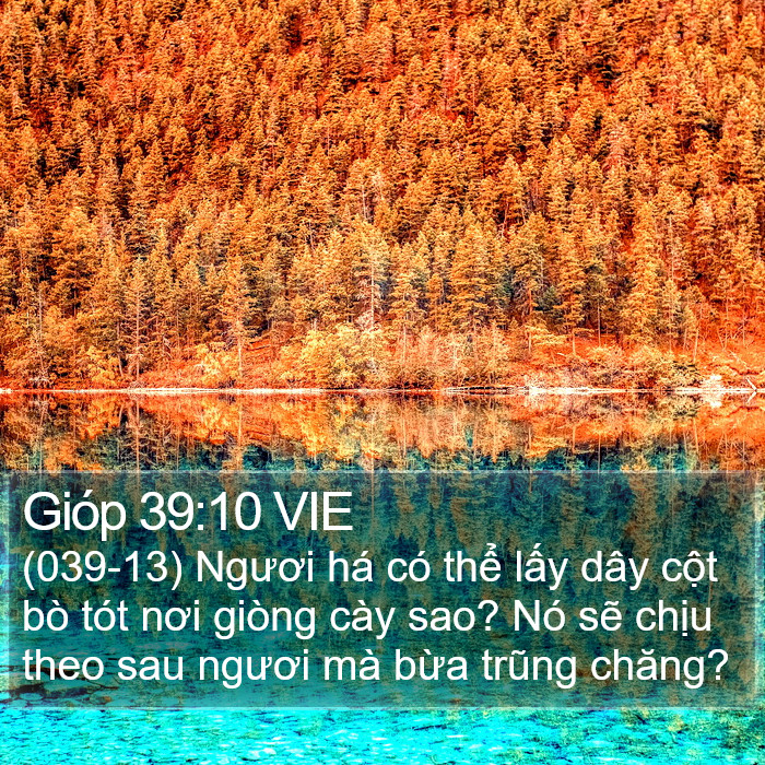 Gióp 39:10 VIE Bible Study