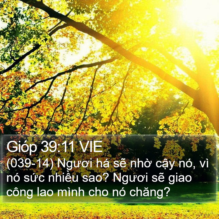 Gióp 39:11 VIE Bible Study