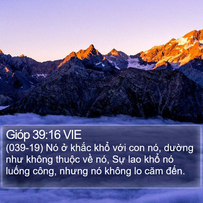 Gióp 39:16 VIE Bible Study