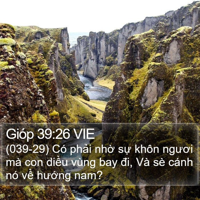 Gióp 39:26 VIE Bible Study