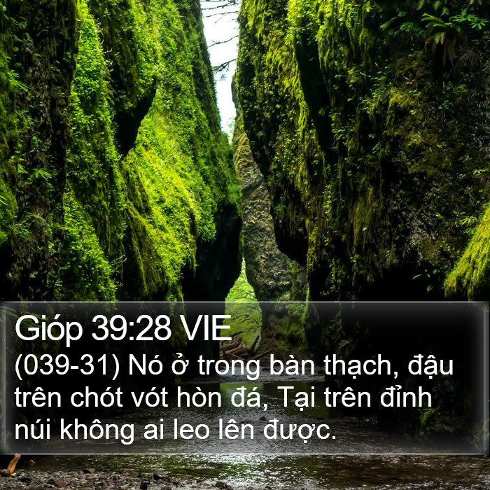 Gióp 39:28 VIE Bible Study