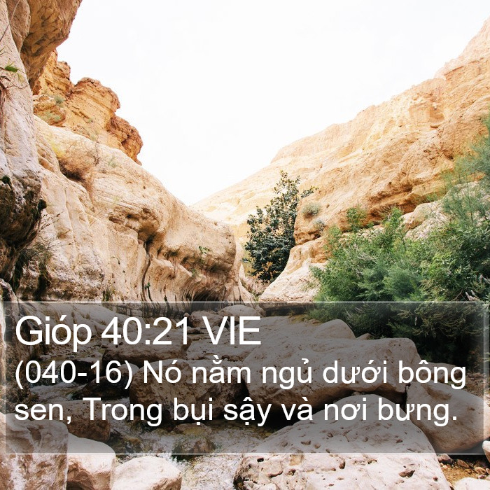 Gióp 40:21 VIE Bible Study
