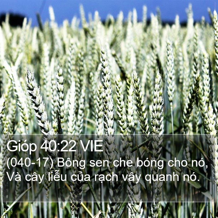 Gióp 40:22 VIE Bible Study