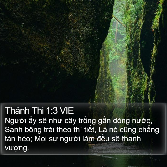 Thánh Thi 1:3 VIE Bible Study