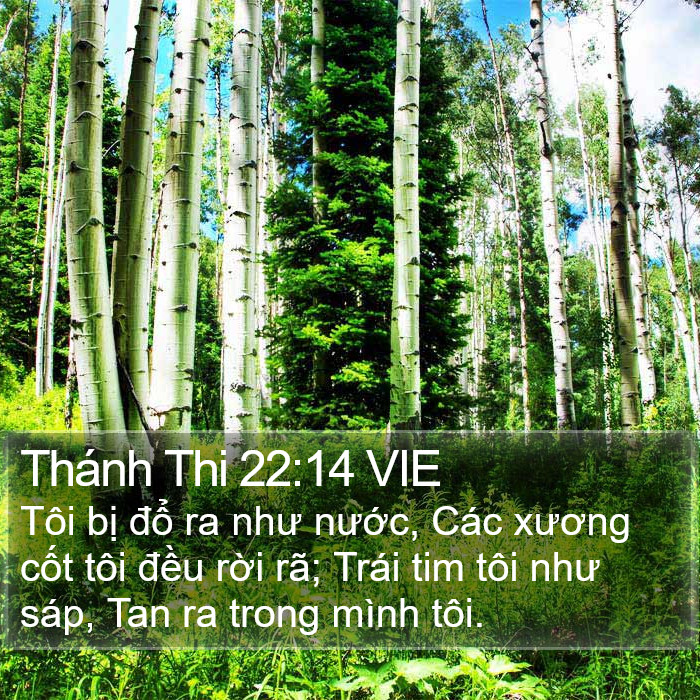 Thánh Thi 22:14 VIE Bible Study